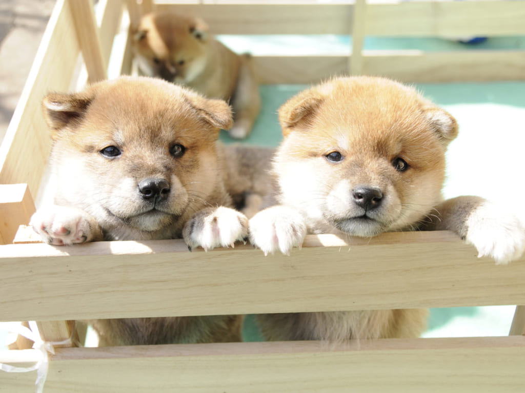 柴犬