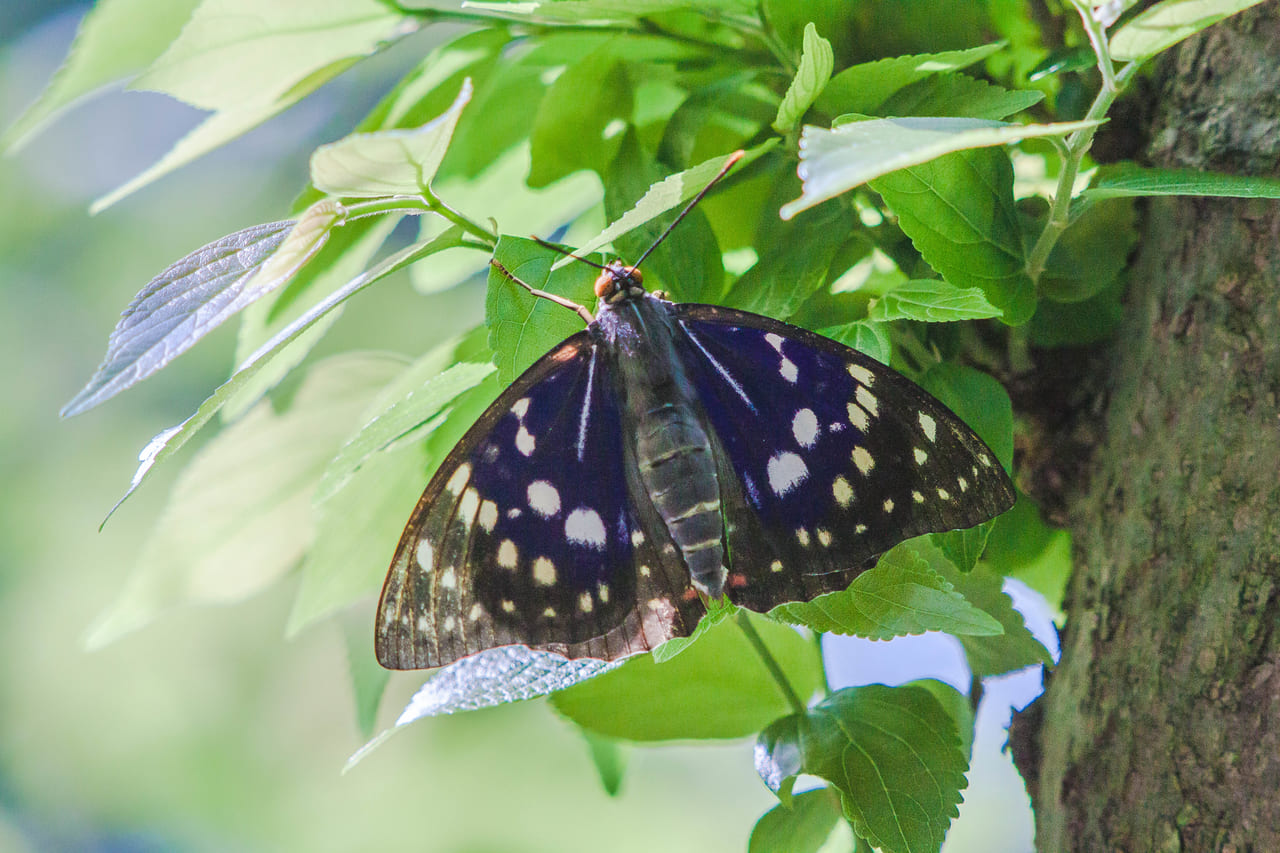 岸和田市】蝶好きさん必見！ハウスの中でオオムラサキが飛ぶ『オオムラサキの学校』が蜻蛉池公園にて行われます。 | 号外NET 岸和田市・貝塚市