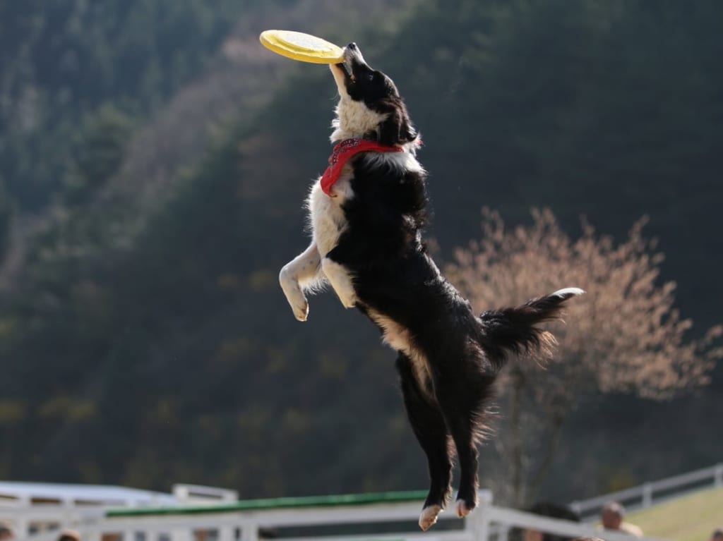 フリスビードッグ