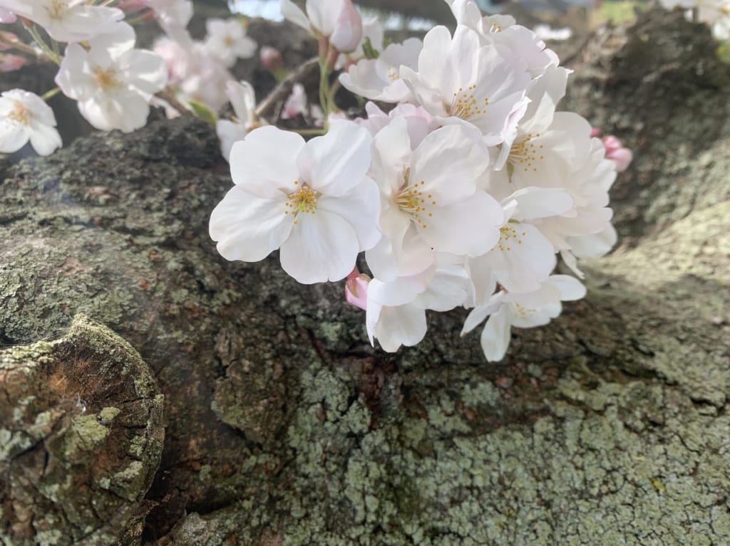 桜