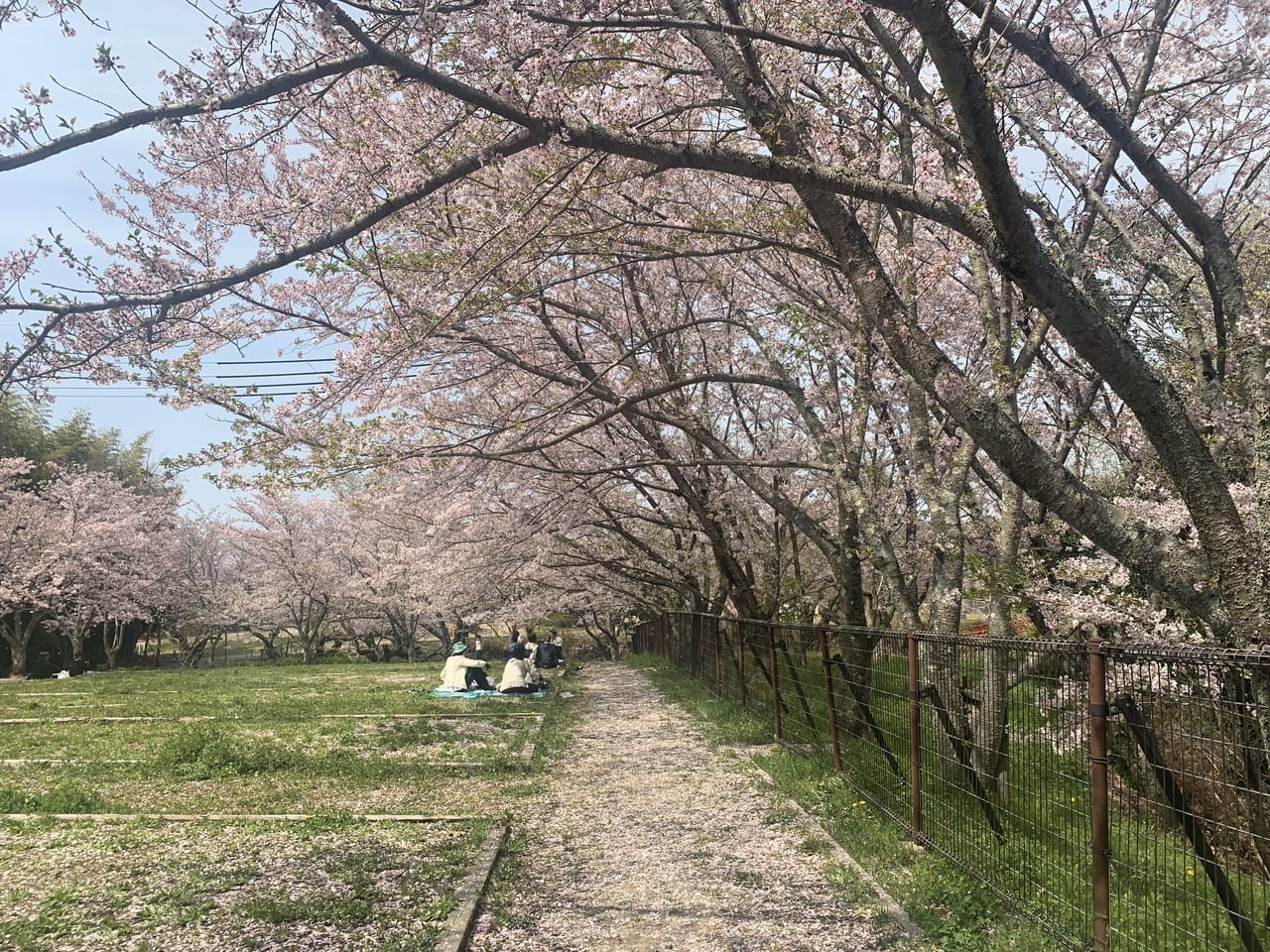 桜