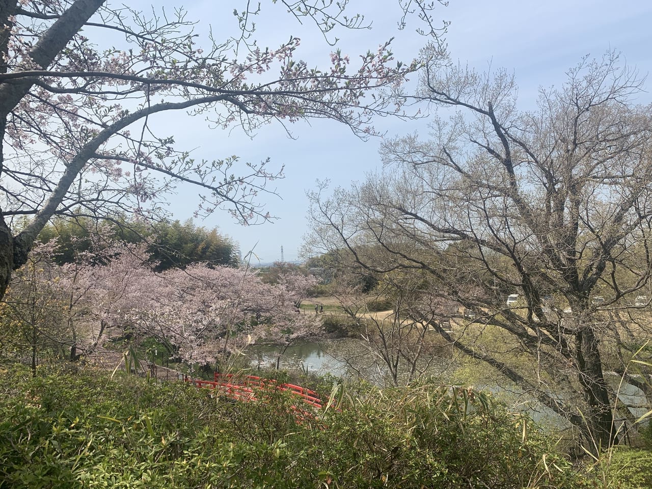 桜