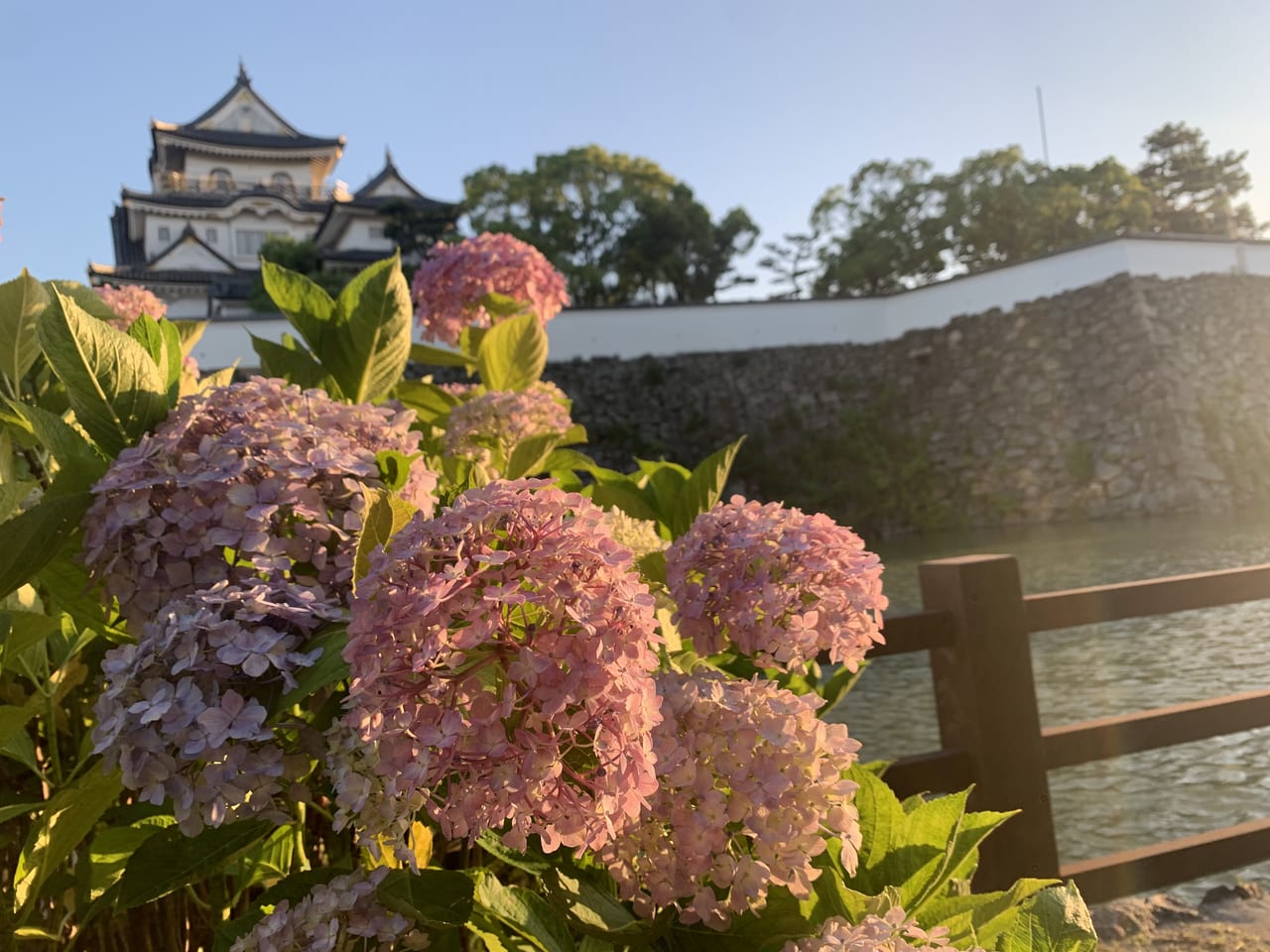 岸和田城と紫陽花