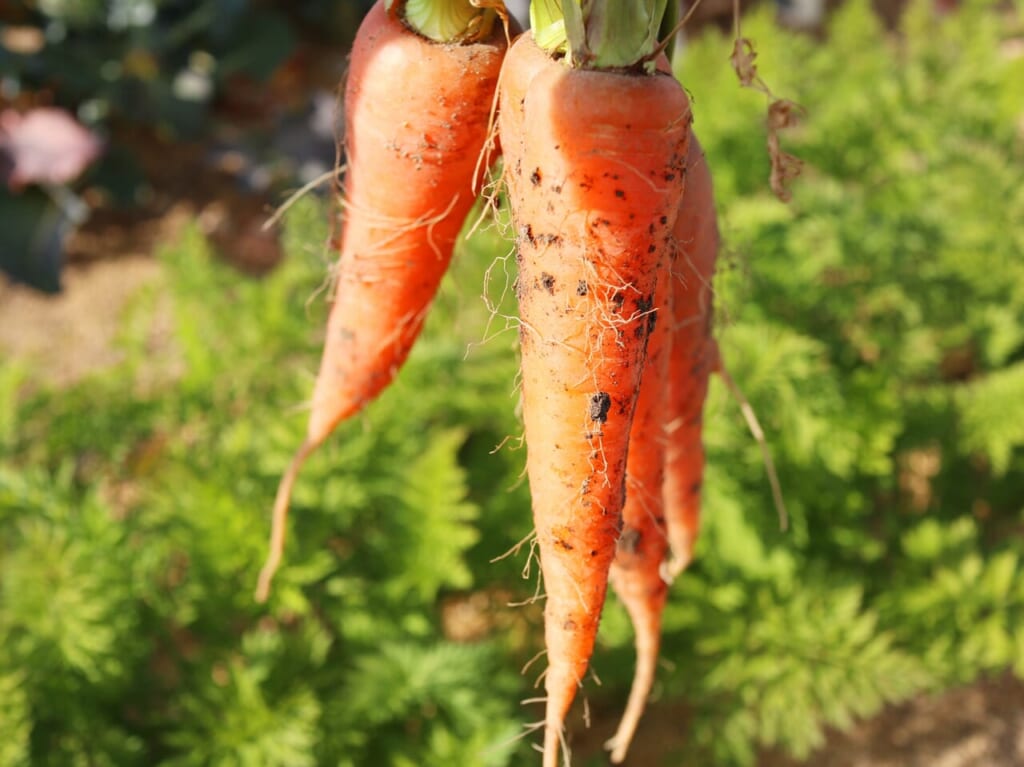 にんじんの画像