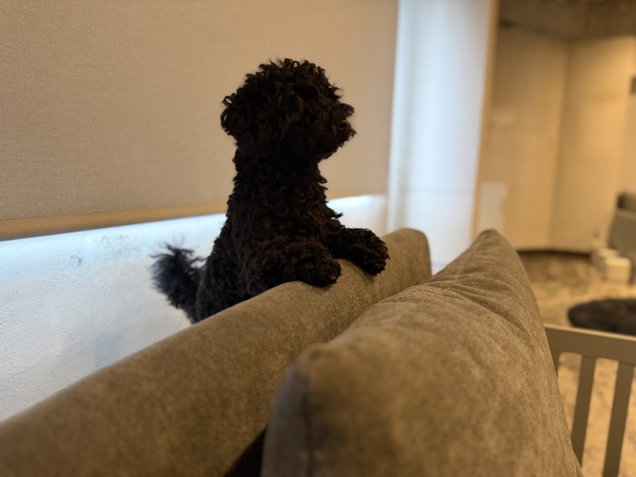 THEpoodleベルちゃん