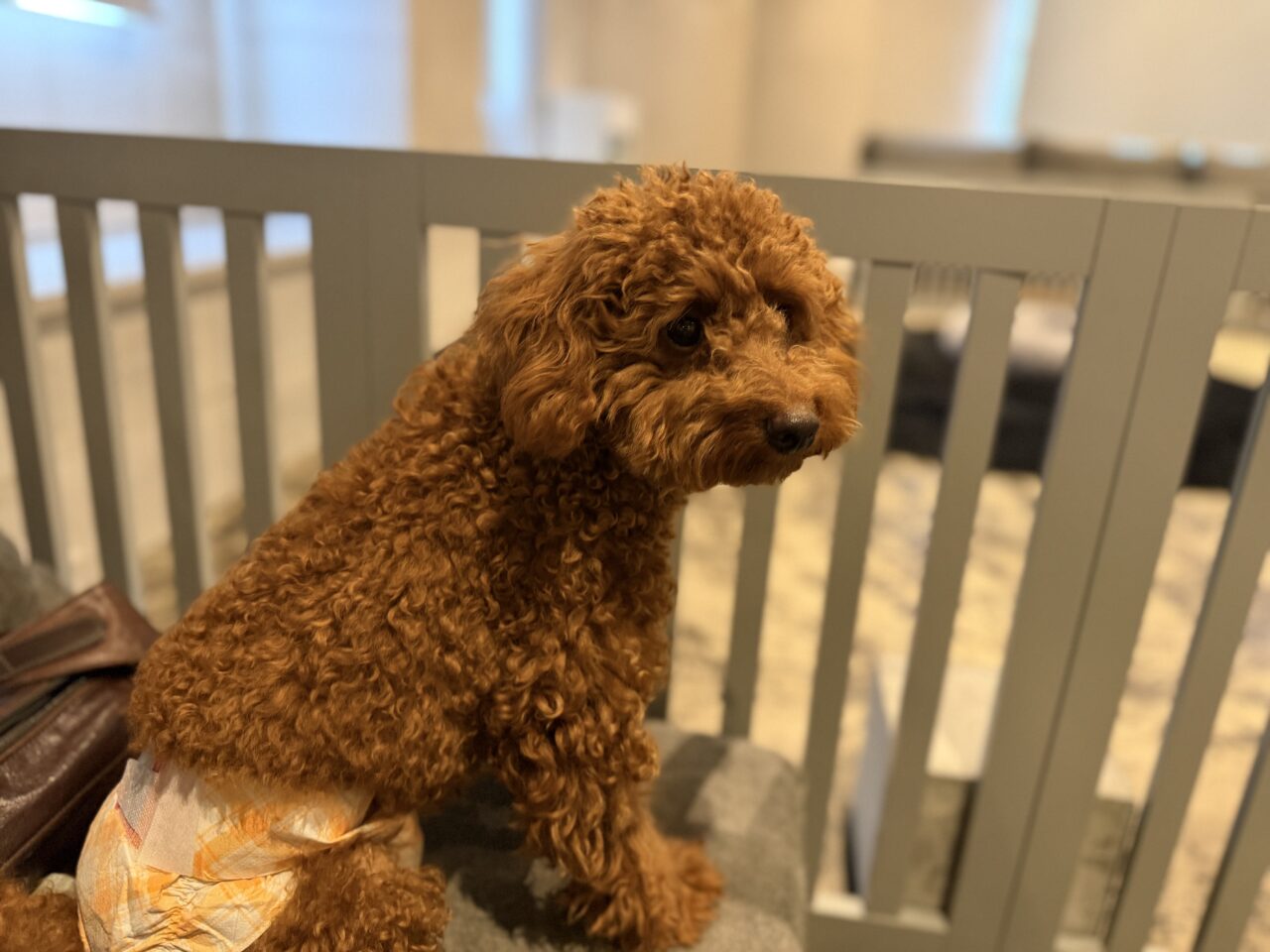 THEpoodleルアナちゃん