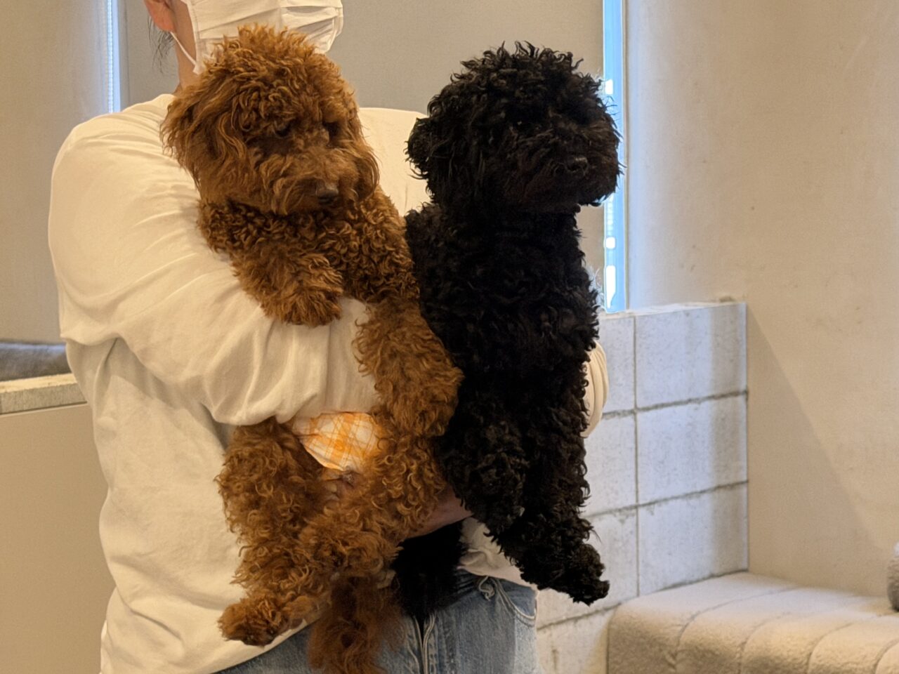 THEpoodle