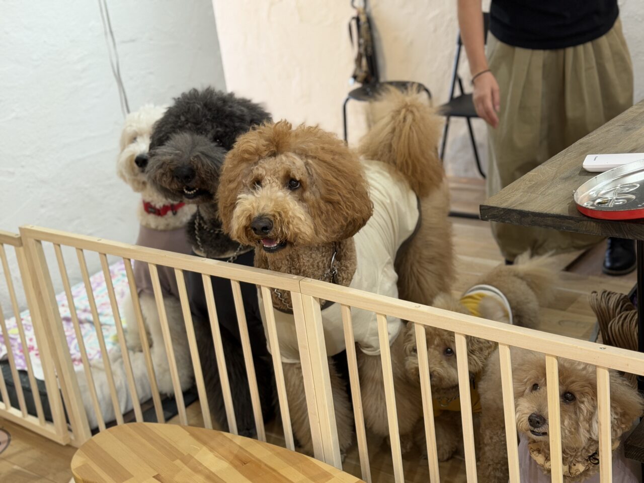DOG BEACH　dog wear brand １２５